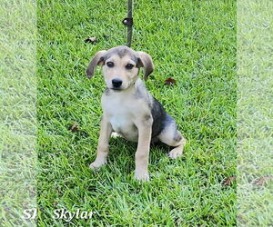 Shepradors Dogs for adoption in SHERBURNE, NY, USA