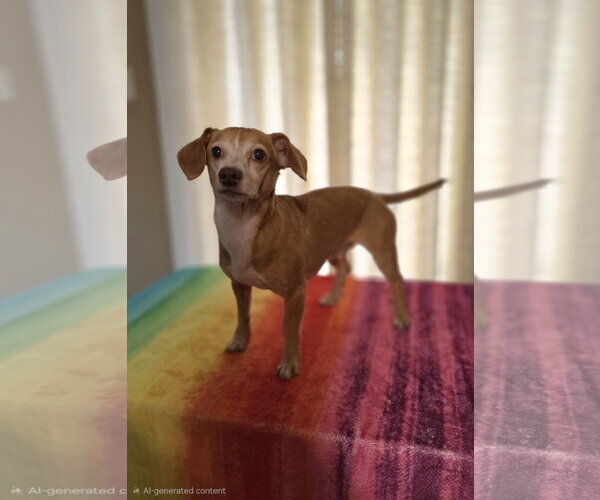 Medium Photo #2 Dachshund-Unknown Mix Puppy For Sale in Social Circle, GA, USA