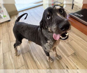 Bernedoodle Dogs for adoption in Valrico, FL, USA