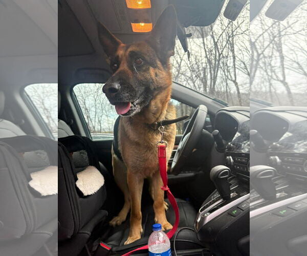 Medium Photo #2 German Shepherd Dog-Unknown Mix Puppy For Sale in Hinton, WV, USA