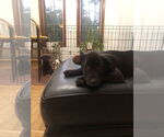 Small #17 Labrador Retriever