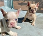 Small French Bulldog