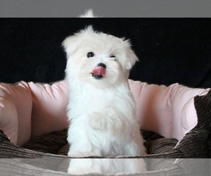Maltese Puppy for sale in ORLANDO, FL, USA