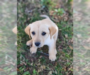 Labrador Retriever Puppy for sale in APPOMATTOX, VA, USA