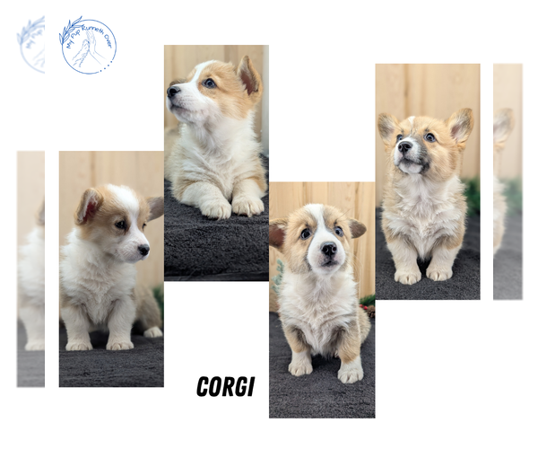 Medium Photo #53 Pembroke Welsh Corgi Puppy For Sale in GOSHEN, IN, USA