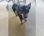 Small #1 Chiweenie