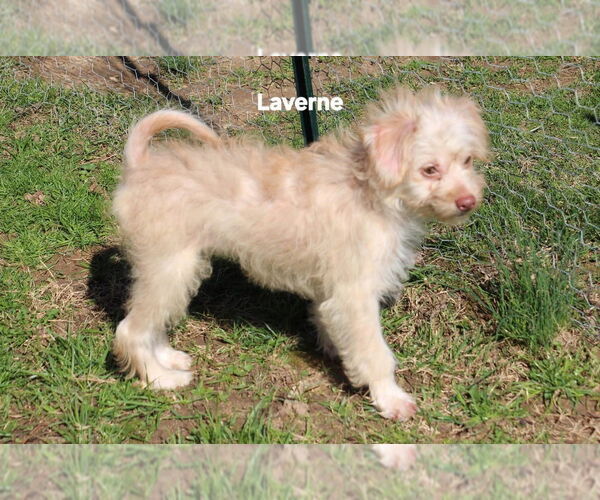 Medium Photo #4 Poocan Puppy For Sale in Aurora, IN, USA