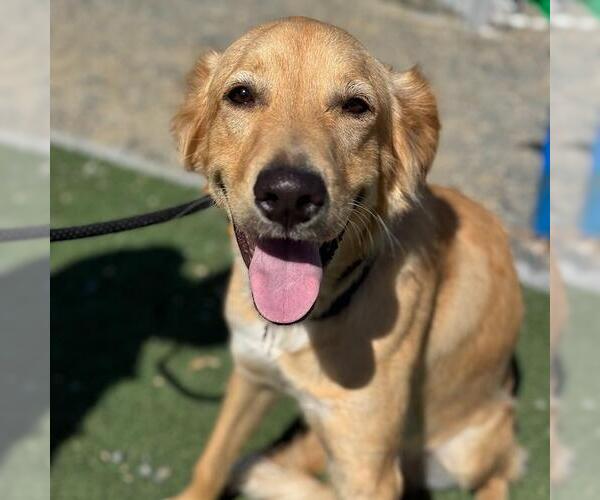 Medium Photo #2 Golden Retriever-Unknown Mix Puppy For Sale in San Diego, CA, USA