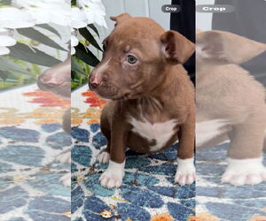 American Pit Bull Terrier-Labrador Retriever Mix Dogs for adoption in Clarkston, MI, USA