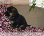 Small Photo #17 German Shepherd Dog Puppy For Sale in GREENWOOD, WI, USA