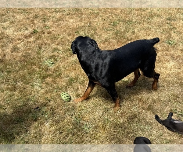 Medium Photo #1 Cane Corso-Rottweiler Mix Puppy For Sale in TACOMA, WA, USA