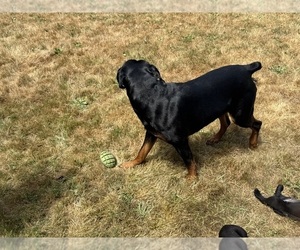 Father of the Cane Corso-Rottweiler Mix puppies born on 06/11/2025