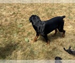 Small Photo #1 Cane Corso-Rottweiler Mix Puppy For Sale in TACOMA, WA, USA