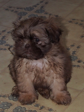 Medium Photo #1 ShiChi Puppy For Sale in BUFFALO, NY, USA