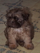 Small Photo #1 ShiChi Puppy For Sale in BUFFALO, NY, USA