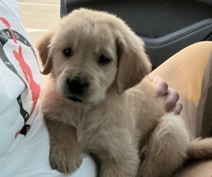 Golden Retriever Puppy for sale in OKLAHOMA CITY, OK, USA