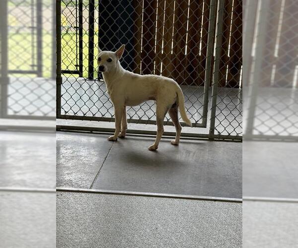 Medium Photo #2 Chihuahua-Unknown Mix Puppy For Sale in Temple, TX, USA