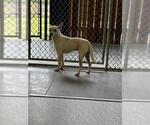 Small #1 Chihuahua Mix