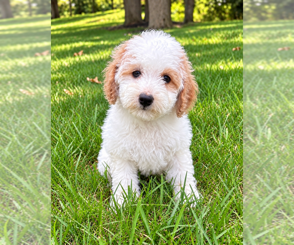 Medium Photo #8 Poodle (Miniature) Puppy For Sale in FAIR HAVEN, MI, USA