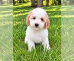 Small #7 Poodle (Miniature)