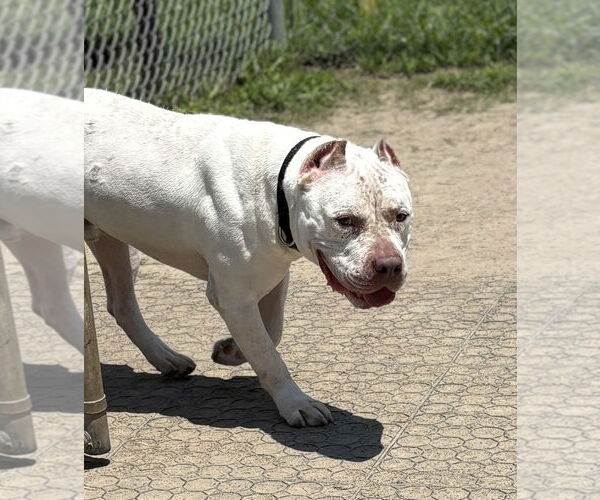 Medium Photo #4 American Pit Bull Terrier Puppy For Sale in Virginia Beach, VA, USA