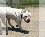 Small #3 American Pit Bull Terrier