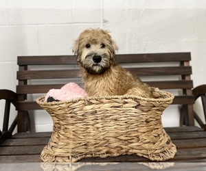 Soft Coated Wheaten Terrier Puppy for sale in CINCINNATI, OH, USA