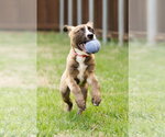 Small #7 American Staffordshire Terrier Mix