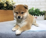 Small Photo #5 Shiba Inu Puppy For Sale in CHICAGO, IL, USA