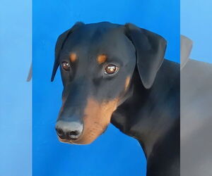 Doberman Pinscher Dogs for adoption in Pasadena, CA, USA