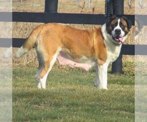 Mother of the Saint Bernard puppies born on 07/18/2026