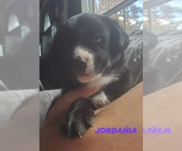 Medium Photo #4 Borador Puppy For Sale in DILLSBORO, IN, USA