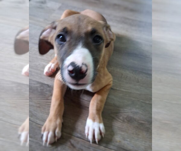 Medium Photo #4 American Pit Bull Terrier-Unknown Mix Puppy For Sale in Chester, VA, USA