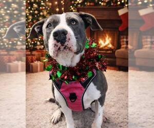 Cali - Female American Pit Bull Terrier-Unknown Mix Dog for Adoption - Photo #7