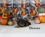 Small Photo #59 Cavalier King Charles Spaniel Puppy For Sale in CHANUTE, KS, USA