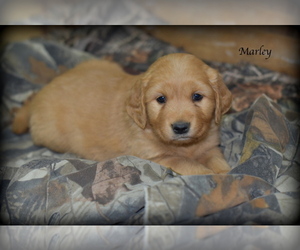 Golden Retriever Puppy for sale in MC DOWELL, VA, USA