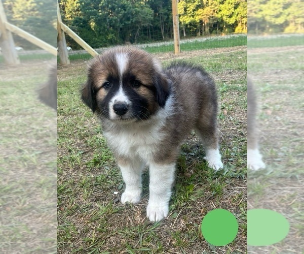 Medium Photo #2 Australian Shepherd-Great Pyrenees Mix Puppy For Sale in LUCAMA, NC, USA