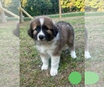 Puppy 1 Australian Shepherd-Great Pyrenees Mix