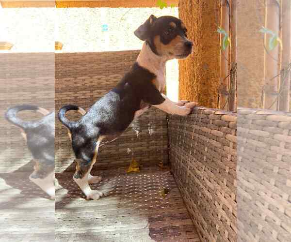 Medium Photo #1 Dachshund-Unknown Mix Puppy For Sale in Arlington, WA, USA