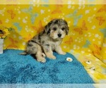 Small Photo #3 Goldendoodle-Poodle (Toy) Mix Puppy For Sale in COLORADO SPRINGS, CO, USA