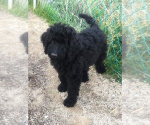 Labradoodle Puppy for sale in CLINTON, TN, USA