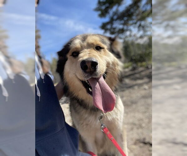 Medium Photo #1 Aussie Siberian Puppy For Sale in South Lake Tahoe, CA, USA