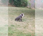 Small #3 American Pit Bull Terrier Mix