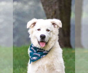 Great Pyrenees-Unknown Mix Dogs for adoption in Unionville, PA, USA