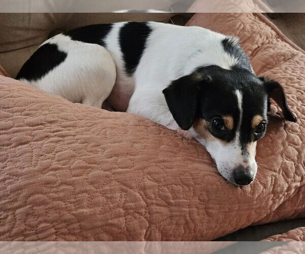 Medium Photo #8 Rat-Cha Puppy For Sale in Boston, MA, USA