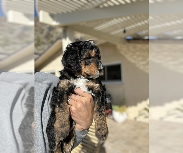Medium Photo #3 Bernedoodle Puppy For Sale in PHOENIX, AZ, USA