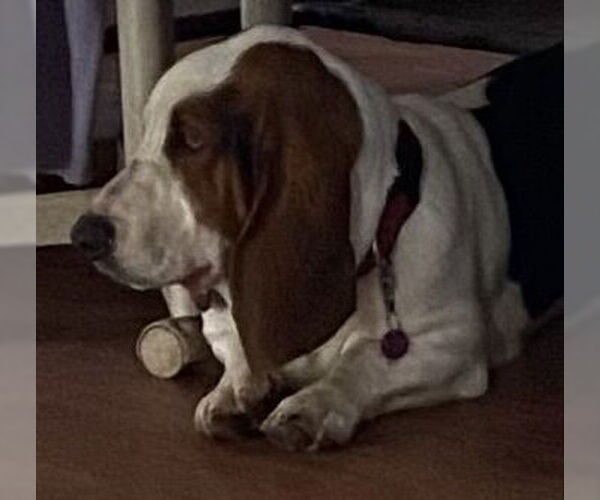 Medium Photo #2 Basset Hound Puppy For Sale in Petaluma, CA, USA