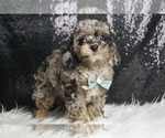 Small Photo #4 Goldendoodle (Miniature) Puppy For Sale in WARSAW, IN, USA