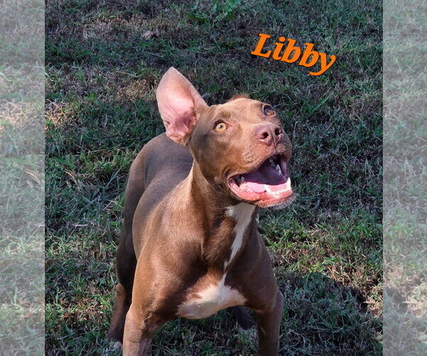 Medium Photo #4 American Pit Bull Terrier-Labrador Retriever Mix Puppy For Sale in Southbury, CT, USA