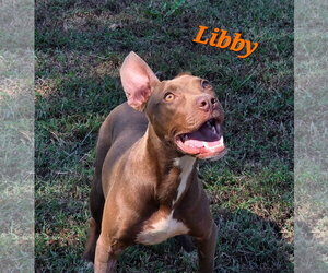 Libby - Female American Pit Bull Terrier-Labrador Retriever Mix Dog for Adoption - Photo #4